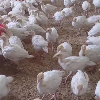 بوقلمون بیوتی|حیوانات مزرعه|ساوه, |دیوار