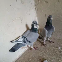 کبوتر پلاکی|پرنده|خمینیشهر, |دیوار