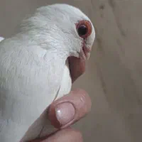 کفتر کبوتر قرمزی گوز جوان آییخ