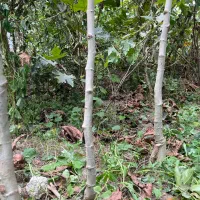 نهال چنار|خدمات باغبانی و درختکاری|کردکوی, |دیوار