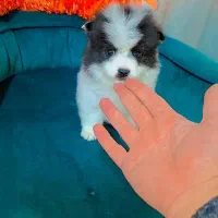 پامر روباهی عروسکی|سگ|رشت, دیانتی|دیوار