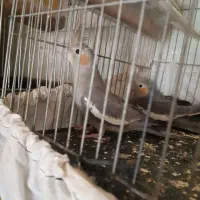 عروس هلندی