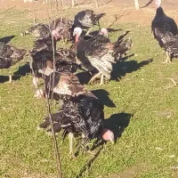 فروش بوقلمون طبیعی|حیوانات مزرعه|پارسآباد, |دیوار