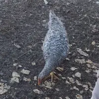 خروس ۵ ماهه ۶۰۰ هزار تومن