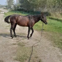 یابو|اسب و تجهیزات اسب‌سواری|لاهیجان, بازکیاگوراب|دیوار