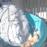 کبوتر سوسکی ماده ((گمشده))|پرنده|تهران, باغ خزانه|دیوار