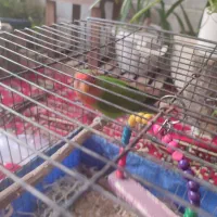 فروش طوطی برزیلی ،قیمت هفت صد