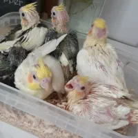 جوجه عروس هلندی