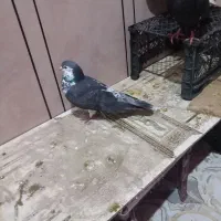 کبوتر|پرنده|سوسنگرد, |دیوار