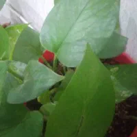 نیازمند خانم جهت کار منزل