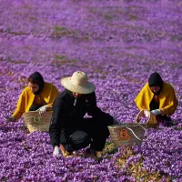 کود ارگانیک مخصوص افزایش محصول و رشد سریع