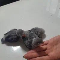 جوجه سرلاکی کوتوله برزیلی