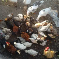 مرغ خروس گلین و پرس جو و یونجه