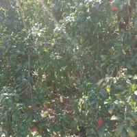 باغ فروشی|فروش زمین و ملک کلنگی|جنت, |دیوار