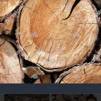 انواع درخت شمارا با بالاترین قیمت خریدارم