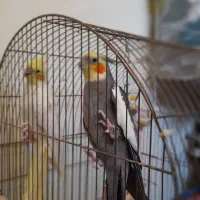 جفت عروس هلندی مولد