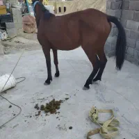 یک عدد مادیان همراه با کره مادیان وآبستن|اسب و تجهیزات اسب‌سواری|سی‌سخت, |دیوار