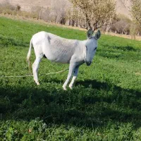 الاغ|حیوانات مزرعه|قوچان, |دیوار