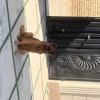 ژرمن آموزش دیده