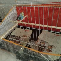 مرغ عشق باقفس