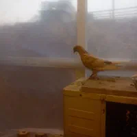 کبوتر|پرنده|اصفهان, احمدآباد|دیوار