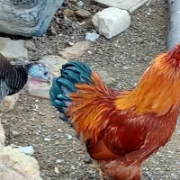 تخم مرغ امپراطور