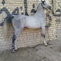 اسب ۷ساله