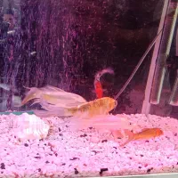 ماهی کوی|ماهی|پاکدشت, پاکدشت (مامازند)|دیوار