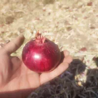 پیاز قرمز لوکس بنابی|خوردنی و آشامیدنی|کرمانشاه, |دیوار