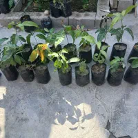 نهال انبه|گل و گیاه طبیعی|میناب, |دیوار