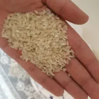 برنج کامفیروزی