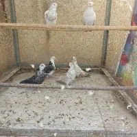 کفتر
