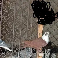 مخمل سرخ نر