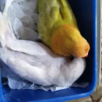 طوطی برزیلی