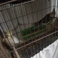 عروس هلندی مولد