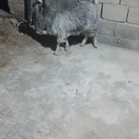 بزمعامله بامیش