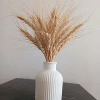 گندم دیم باران