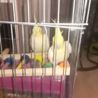 عروس هلندی جفت