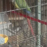 گرینجیک سینامون نر نرمال