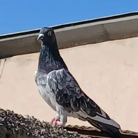 کفتر فروشی|پرنده|بومهن, |دیوار