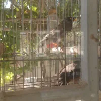 مرغ مینا|پرنده|اصفهان, رهنان|دیوار