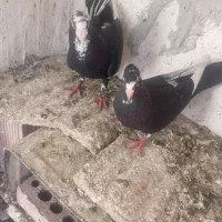 کبوتر.کفتر .معاوضه