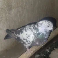 کفتر|پرنده|بهارستان, |دیوار
