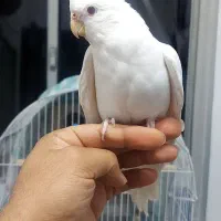 جفت عروس نر آواز خوان
