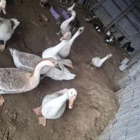 غاز بالغ|حیوانات مزرعه|بابلسر, |دیوار