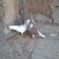 کاشانی ساعت بالا
