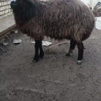 گوسفند