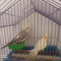 طوطی عروس هلندی
