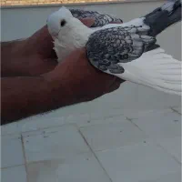 نر ساتن طاووسی