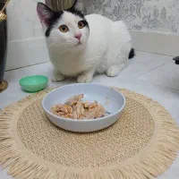گربه نر بالغ ده ماهه